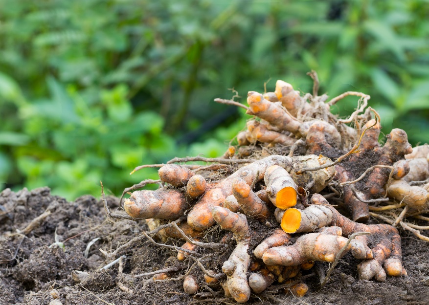 Rhizomes (roots) of Curcuma longa