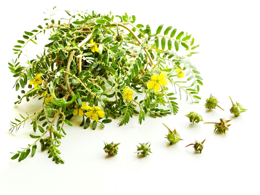Tribulus terrestris and effects. Does it support libido and performance