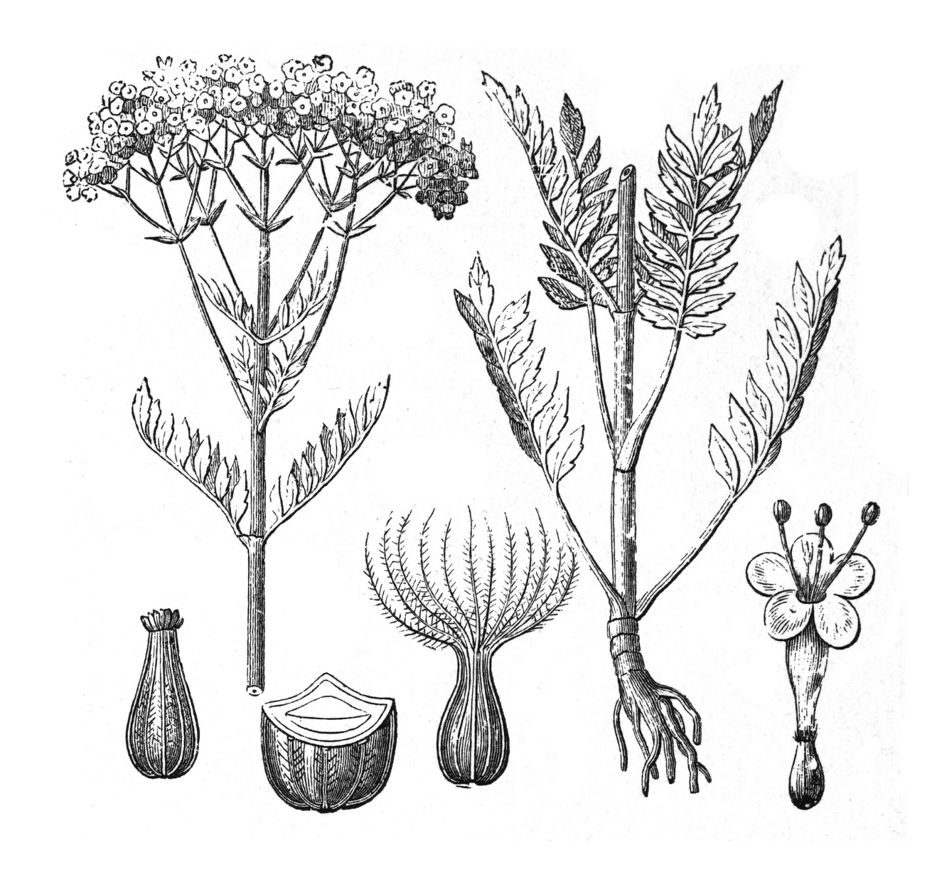 Valerian - Herbarium