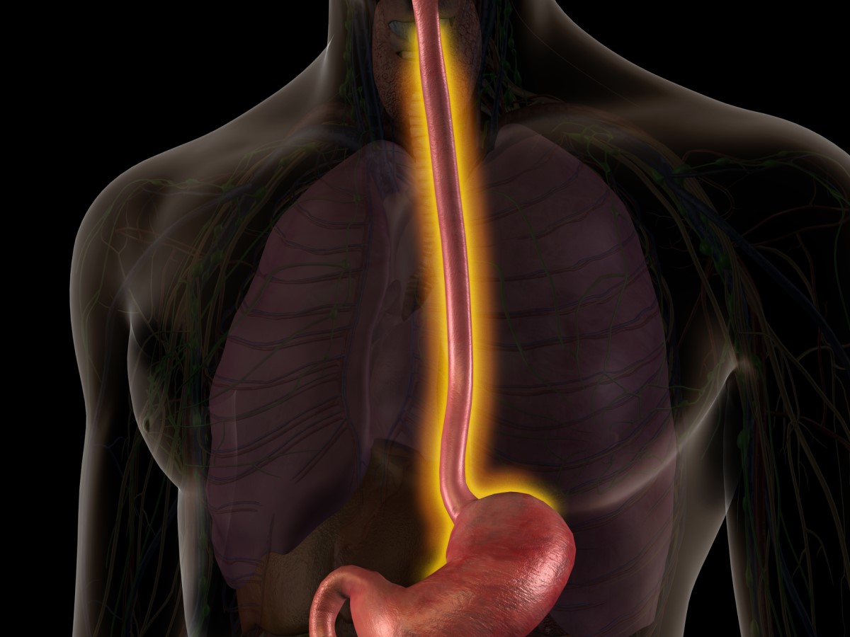 Anatomical view of the oesophagus - the oesophagus highlighted in orange.