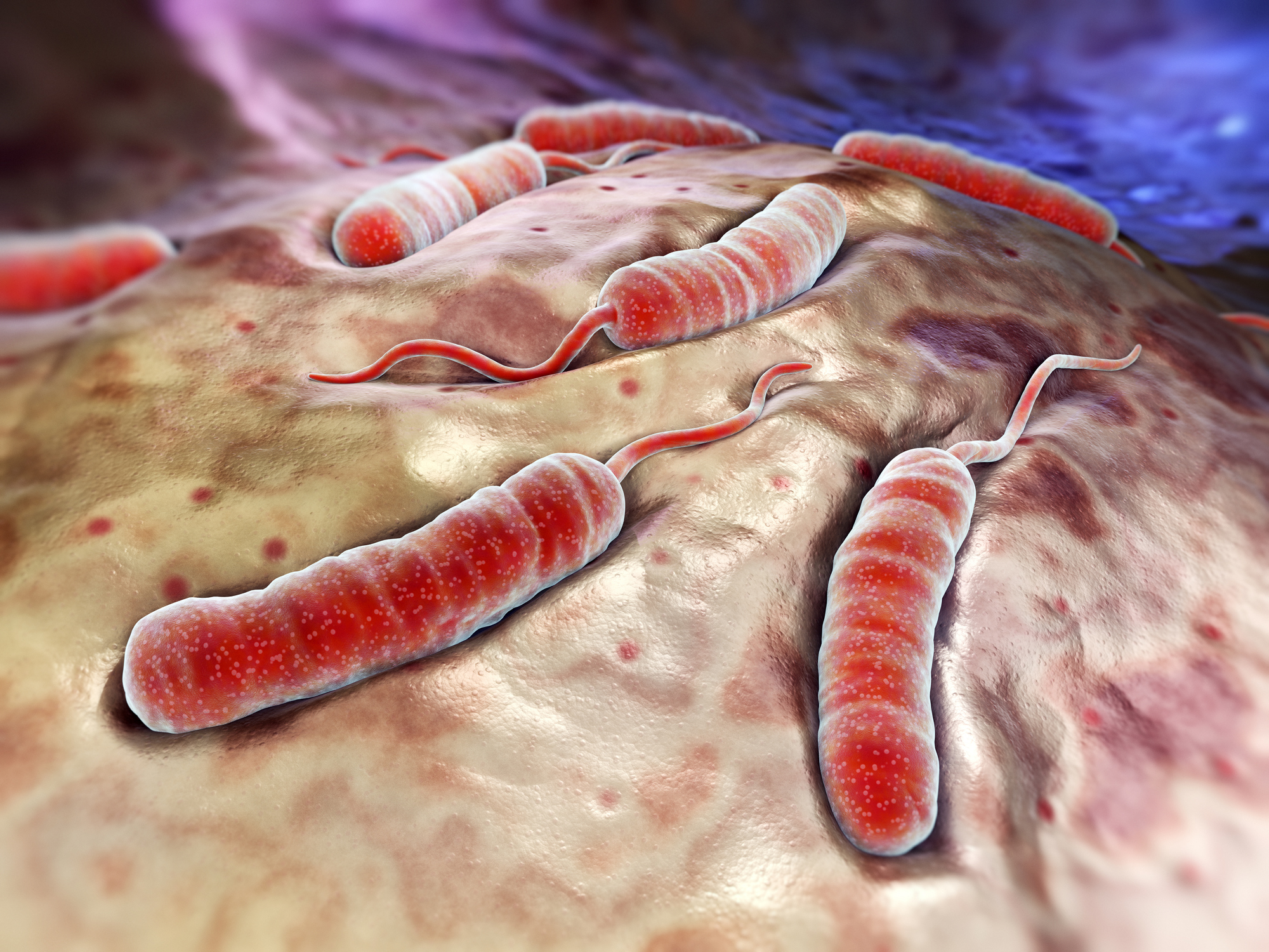 Cholera bacteria on the surface of the small intestine - model representation, animation