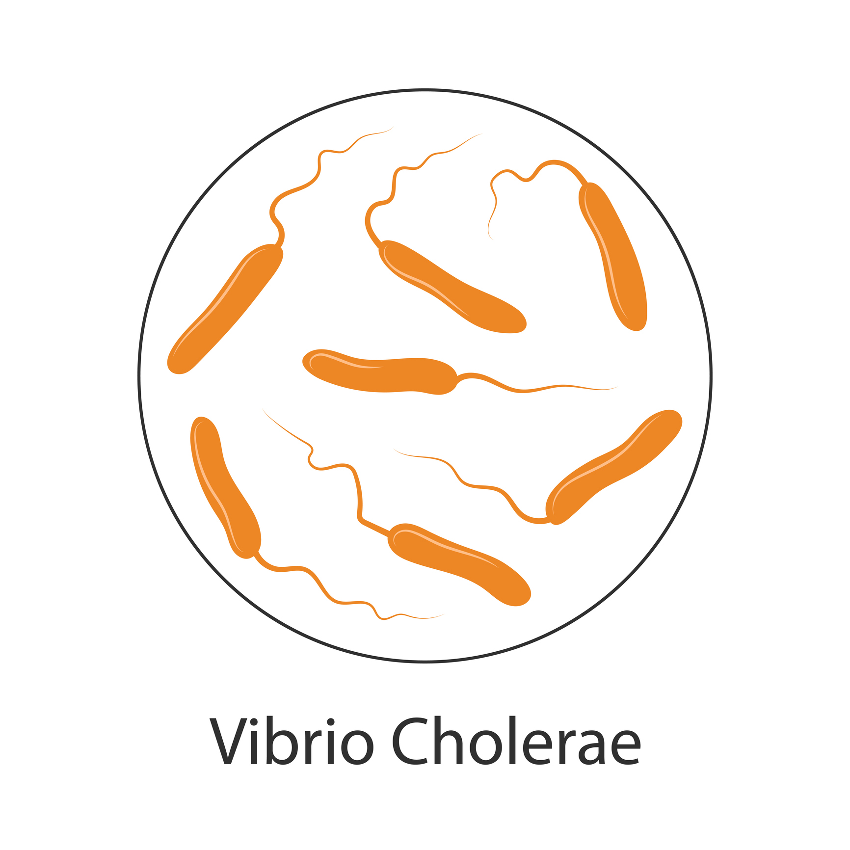 Cholera bacteria Vibrio cholerae