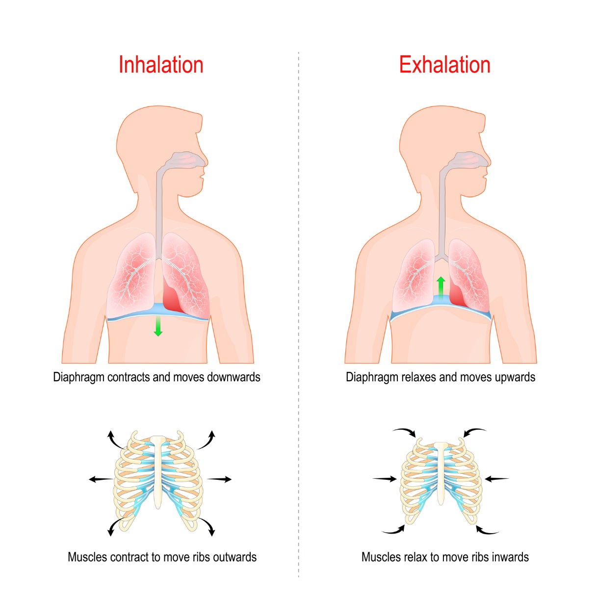 Diaphragmatic breathing with abdominal wall activation. Inhalation: ribs move sideways away from each other and the diaphragm muscle drops down. Exhalation: ribs move back towards each other and the diaphragm muscle rises up