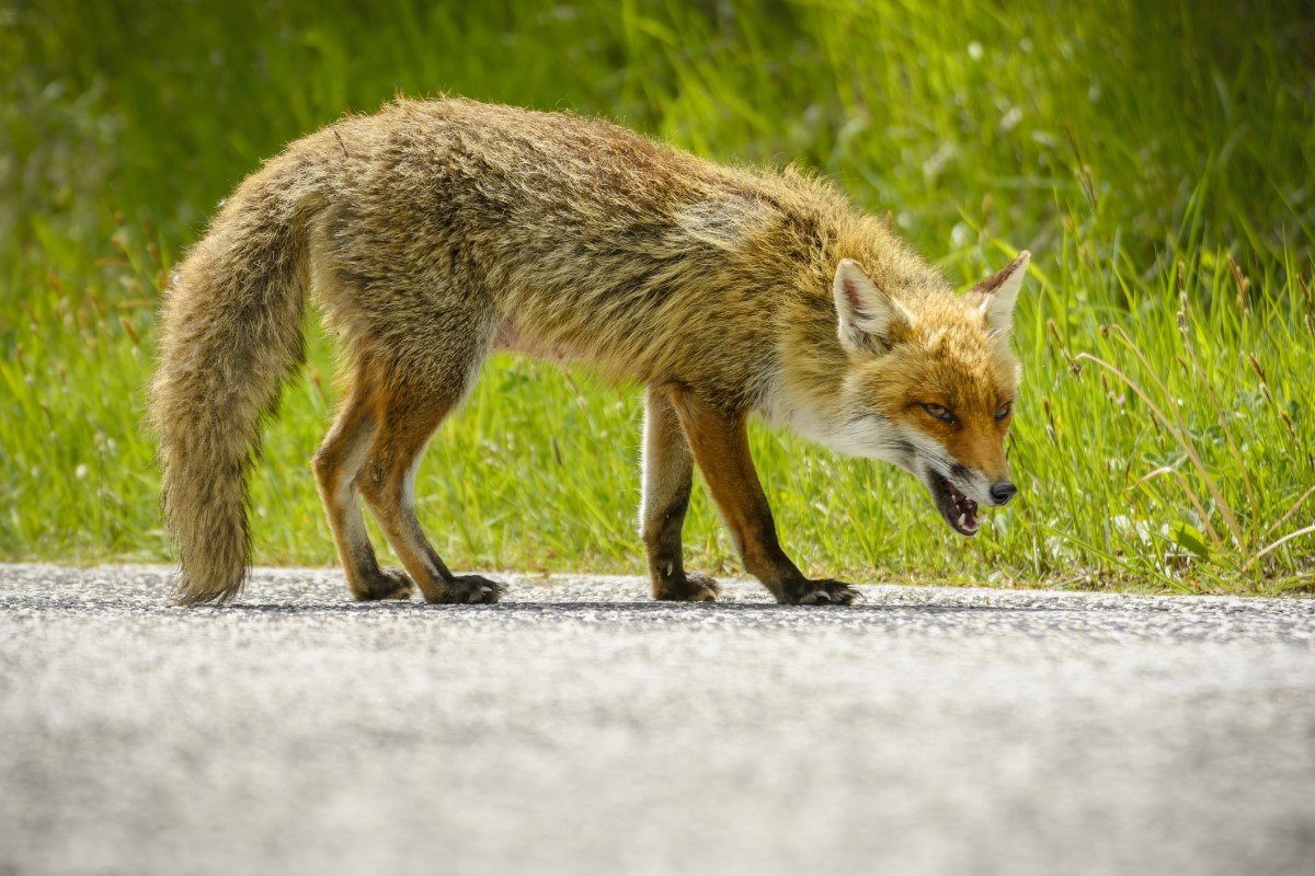 Treatment of rabies - can it be treated? - MedicSpark.com