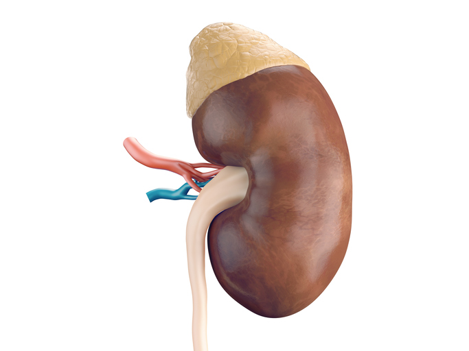 Kidney, adrenal gland - anatomical view
