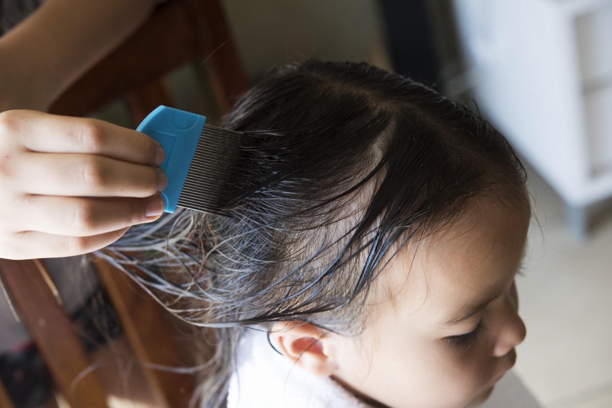 A girl with washed hair and combing lice with a special comb designed for this purpose.