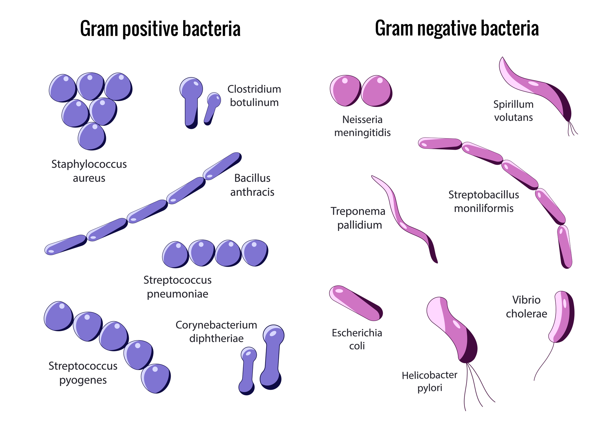 Division of Gram-positive and Gram-negative bacteria