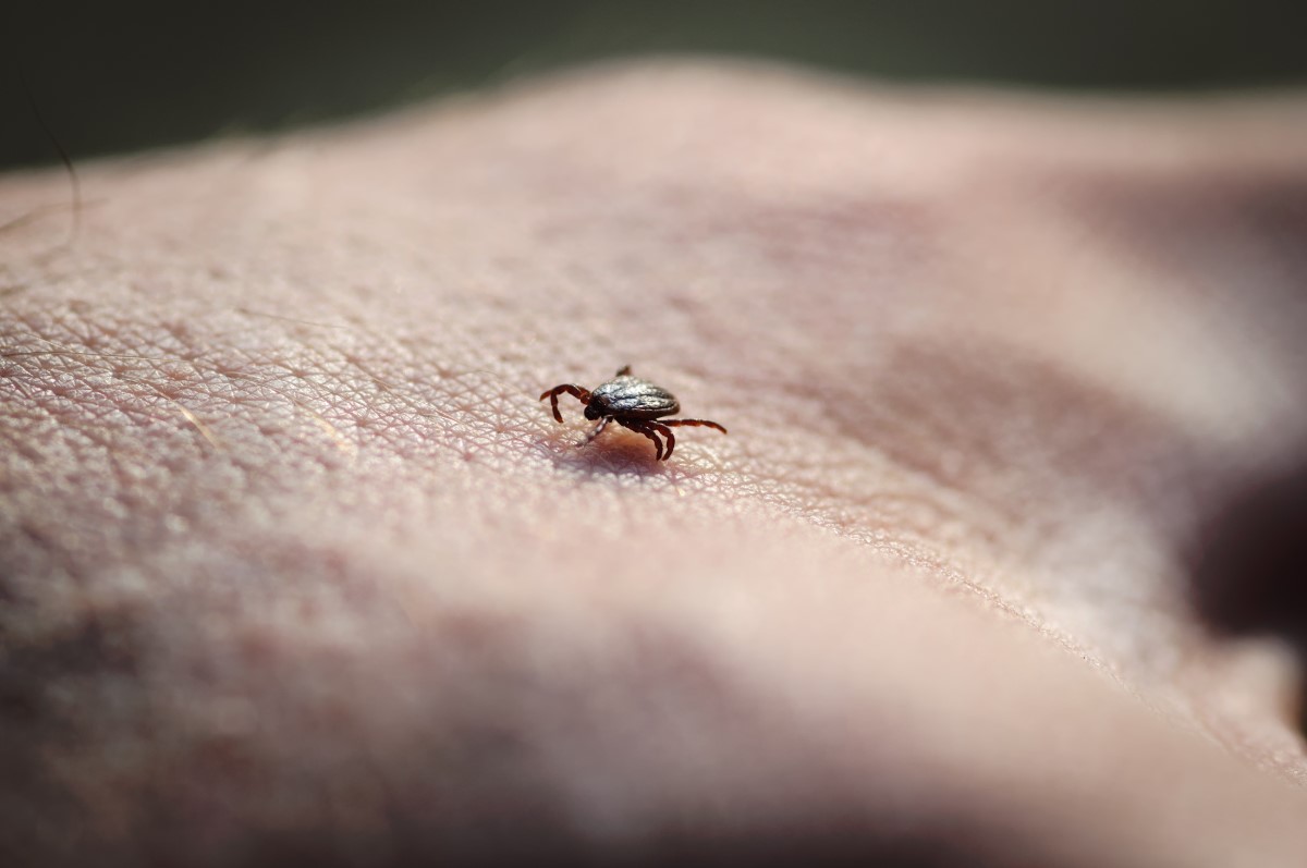 The tick crawls on the skin and looks for a suitable place to bite.