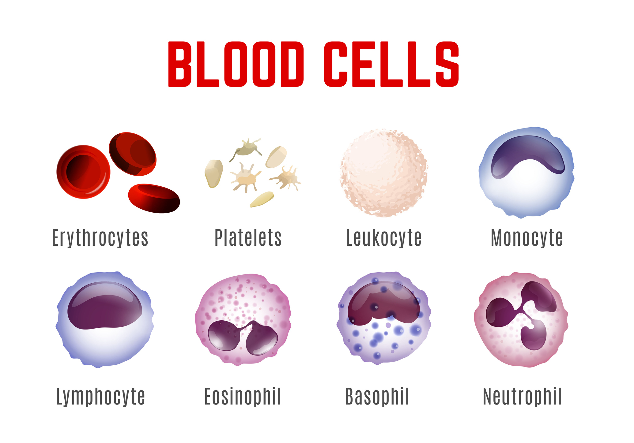 Display of blood cells - erythrocytes, platelets, leukocytes, monocytes, lymphocytes, eosinophils, basophils and neutrophils.