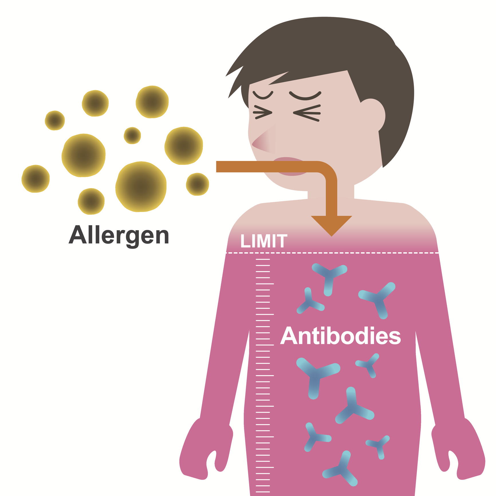 Mechanism of allergy formation