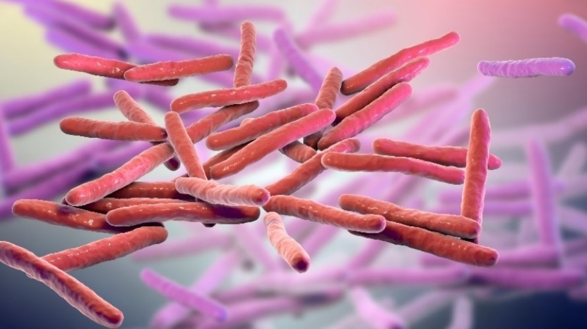 3D visualization of Mycobacterium leprae microcosm (leprosy bacteria)