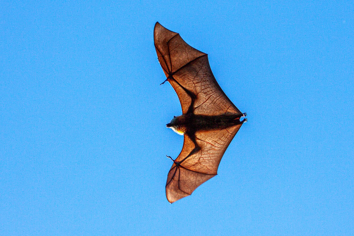 Lyssa virus carrier Bat - flying, blue sky