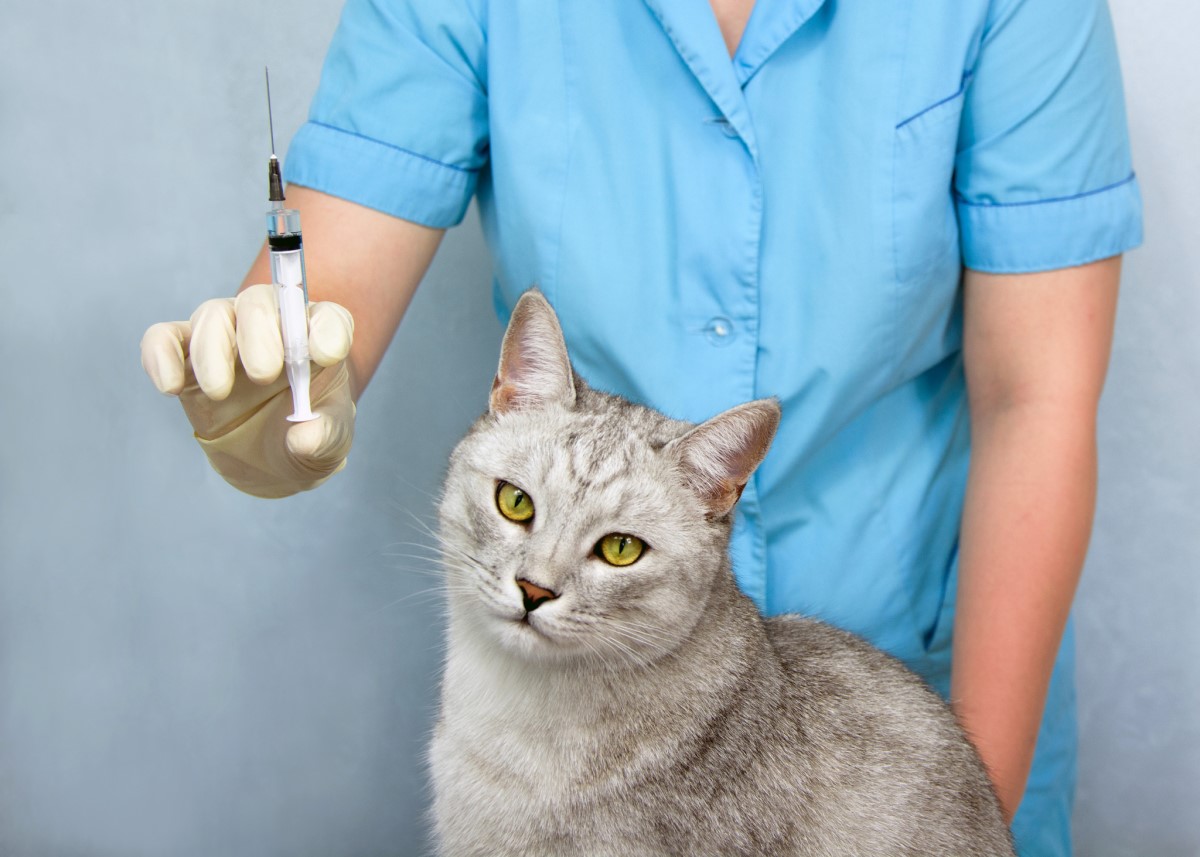 Vaccinations - vet and cat, injections, vaccine