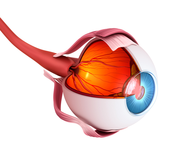 Anatomical view of the eye