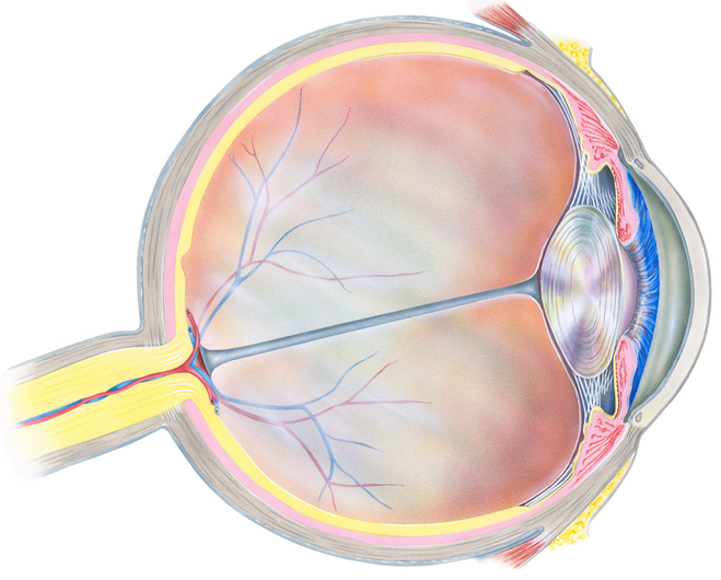 Anatomical representation of the eye
