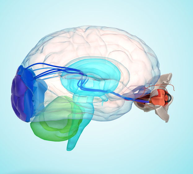 Eye and brain shown anatomically