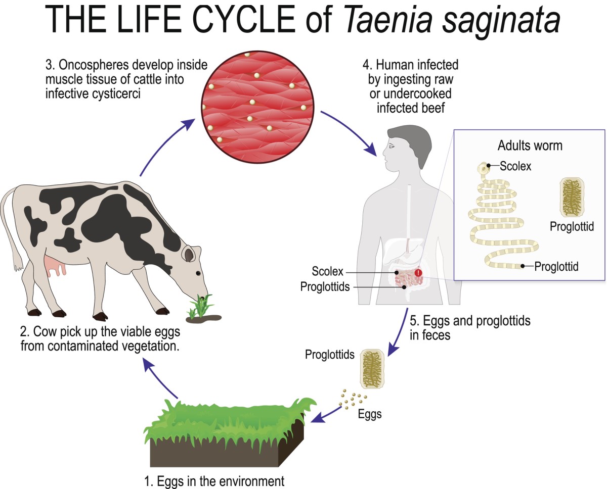 The tapeworm life cycle - from intermediate host to human