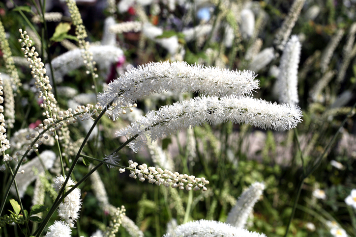 Black cohosh