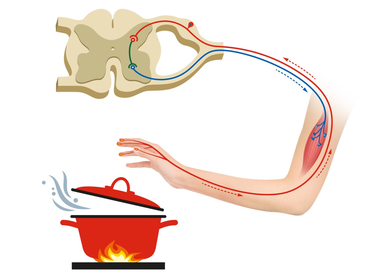 Representation of the reflex arc - a reflex that allows us to perceive dangerous stimuli, in this case protection from burns - hand with nerve pathways and representation of pulling the hand away from a hot pot.