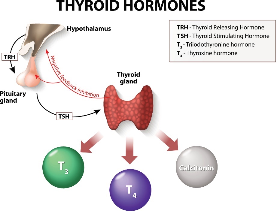 The system of functioning of the thyroid gland