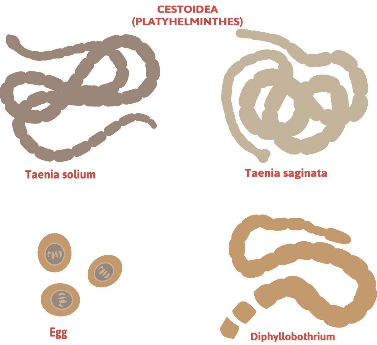 Taenia - division of tapeworms - Taenia solium (long-legged tapeworm) + Taenia saginata (defenceless tapeworm)