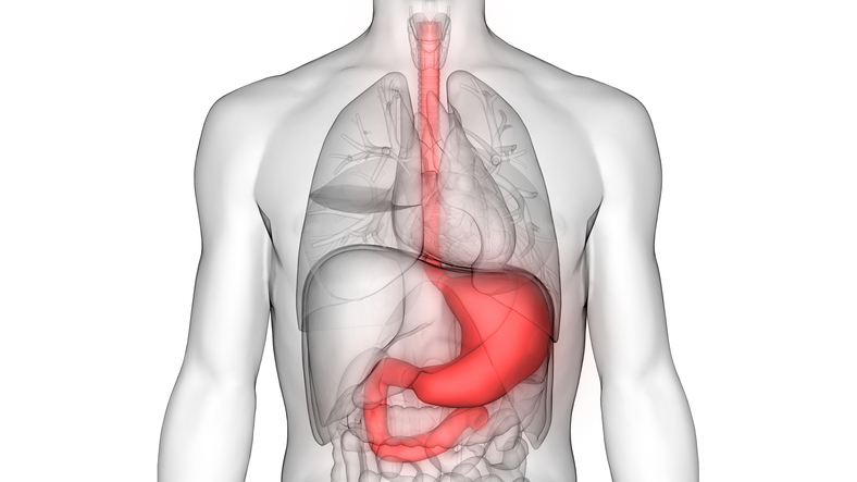 Human digestive system - esophagus, stomach, small intestine - schematic representation