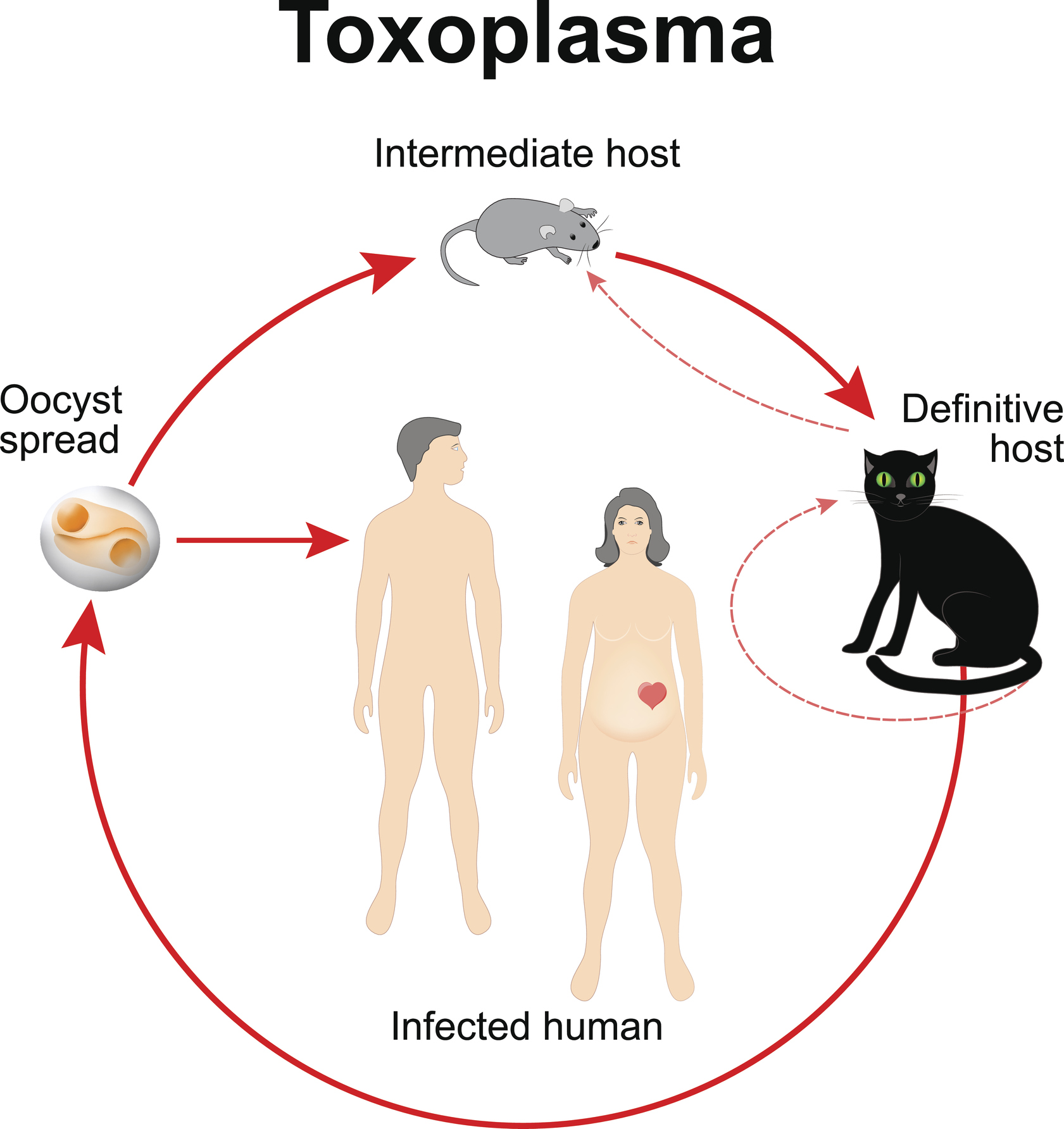 Life cycle of Toxoplasma gondii