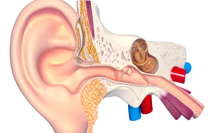 anatomical drawing of the auditory system