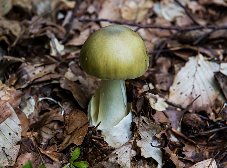 green toadstool in the forest in the soil with brown leaves