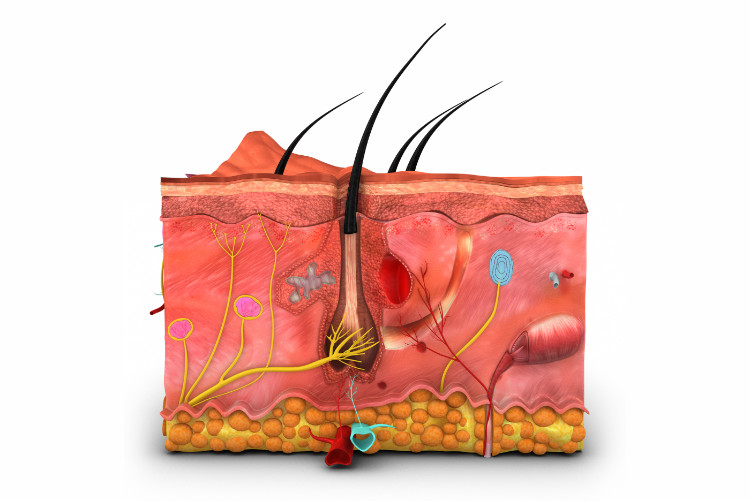 anatomical cross-section of the skin