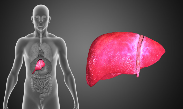 translucent model human with visible digestive system on the right and human liver on the left