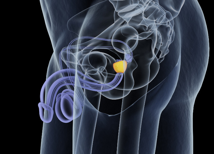 anatomical placement of the prostate