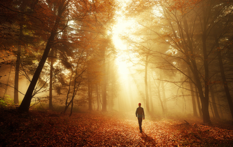 silhouette of a man walking in a deep forest during autumn