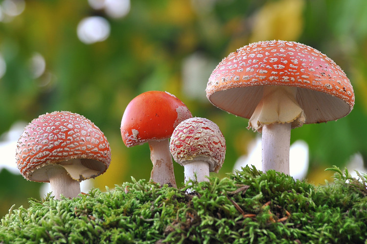 four red toadstools of different sizes on a mossy upland