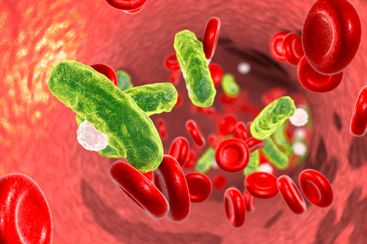 a blood vessel with erythrocytes and bacterial cells found in the bloodstream