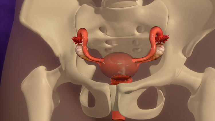 uterus anatomically located in the bony skeleton of the small pelvis