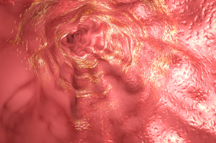internal view of the esophagus