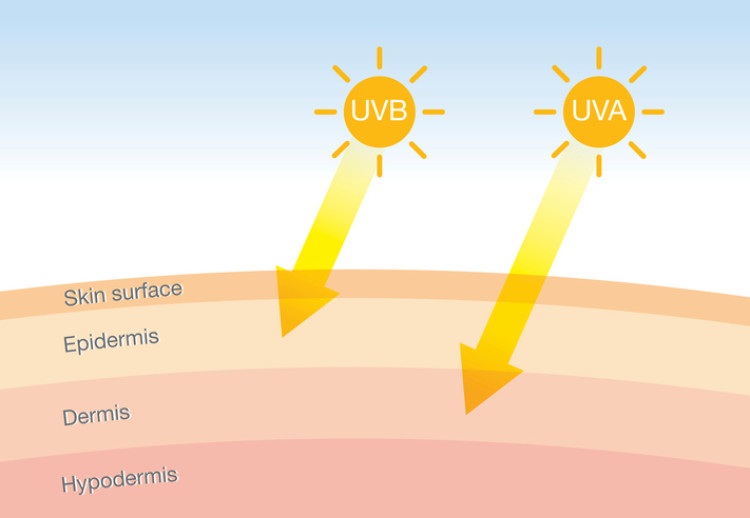 ultraviolet radiation penetrating the skin, schematic representation