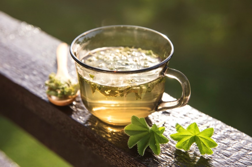 Herbal tea from Alchemilla vulgaris