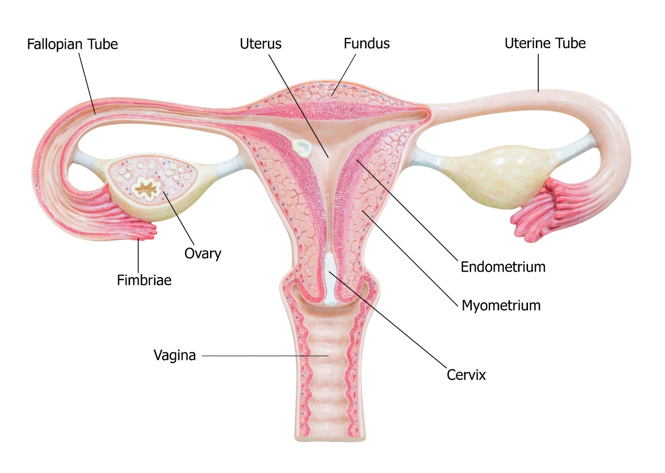 Anatomy of the female genital organs