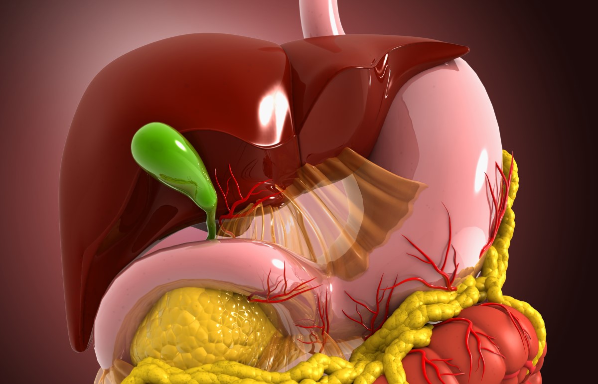 Anatomical view - model - digestive system, liver, gallbladder, digestive system
