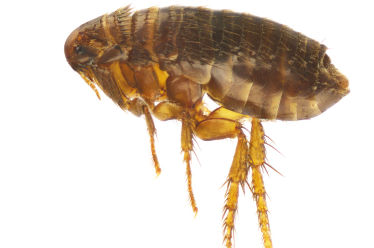 yellow-brown flea in profile on white background