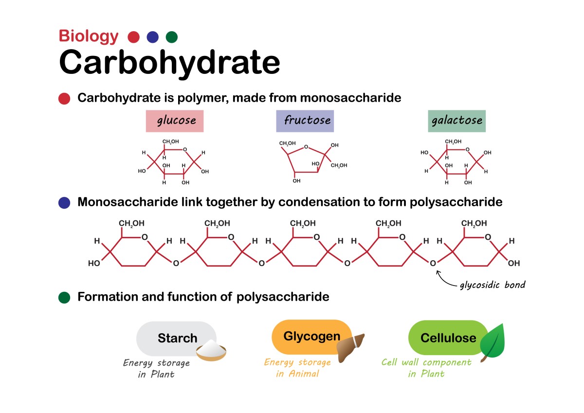 Basic carbohydrate biology: simple sugars (monosaccharides): glucose, fructose, galactose form bonds to form polysaccharides such as starch, glycogen or fibre.