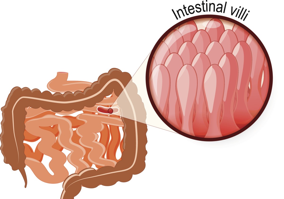 Microscopic 3D imaging of mucosal villi of the small intestine wall
