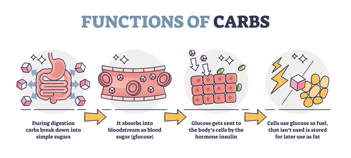 Functions of carbohydrates: conversion of ingested carbohydrates into simple sugar (glucose) - glucose in the bloodstream - absorption of glucose by cells using the hormone insulin - use of glucose as an energy fuel.