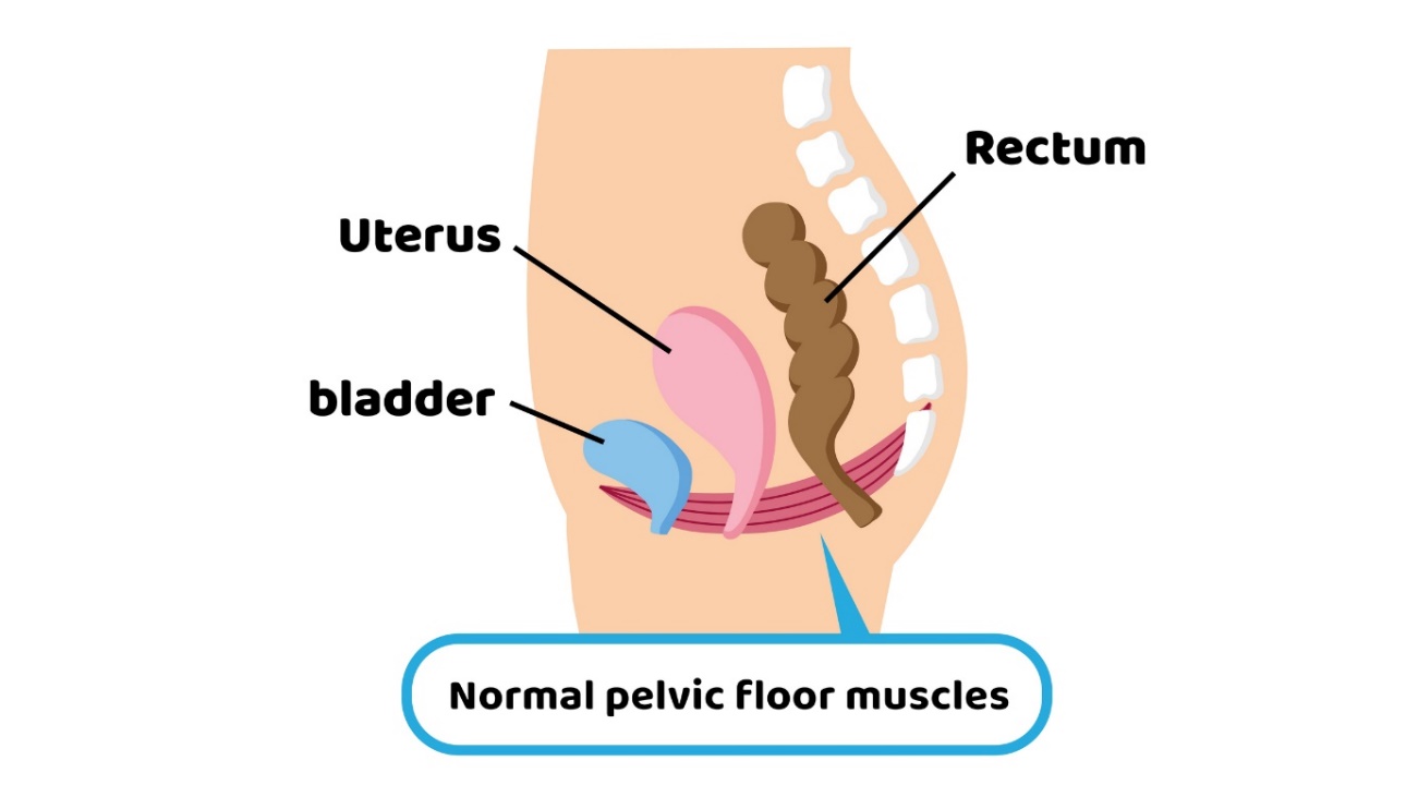 Physiology of the pelvic floor in relation to the pelvic organs. Uterus, bladder, rectum.