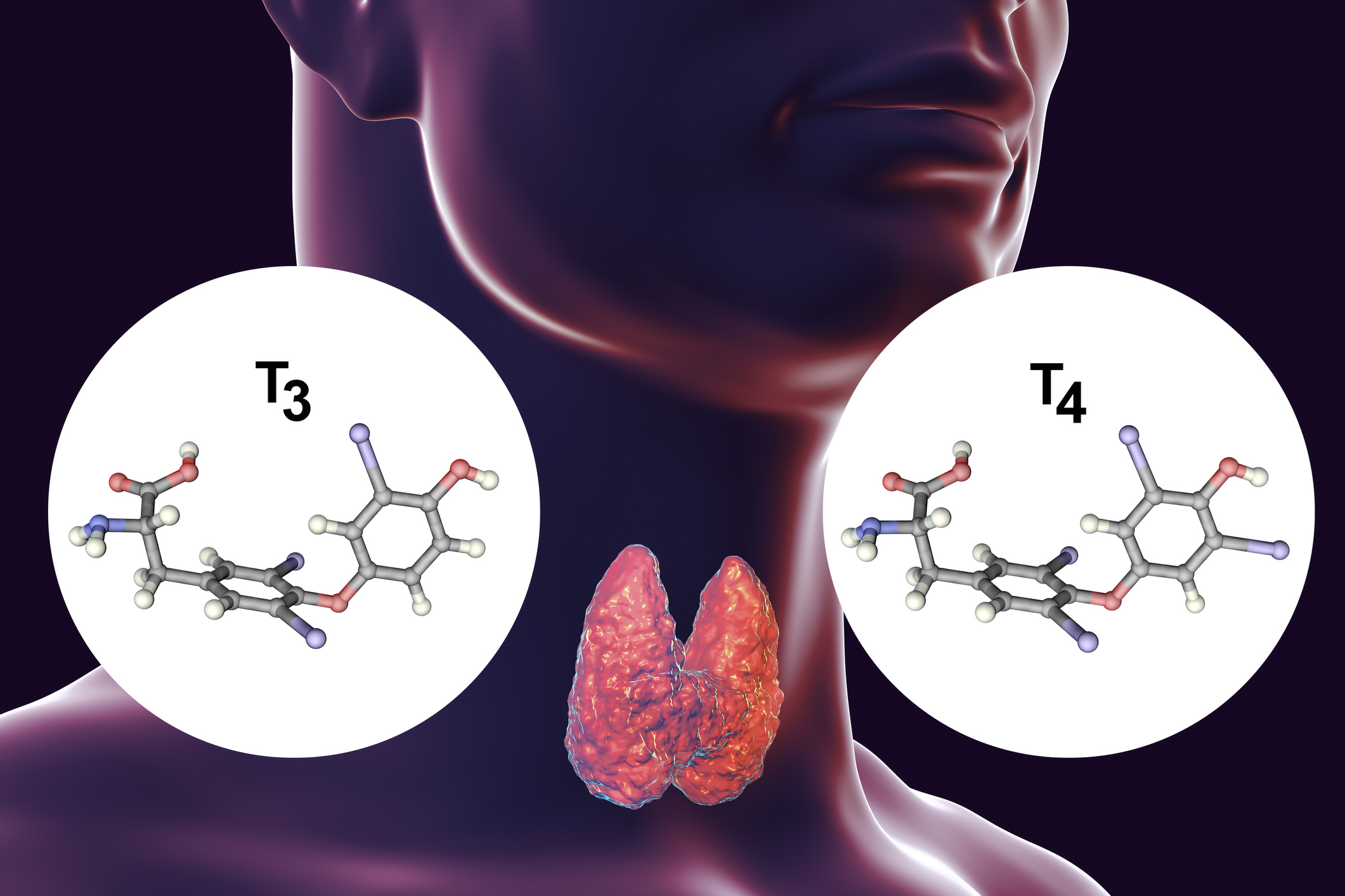 The thyroid gland is a producer of thyroid hormones - thyroxine (T4) and triiodothyronine (T3).