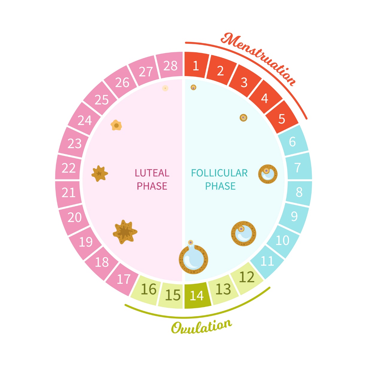 The different phases of a woman's menstrual cycle shown in 28 days