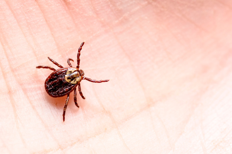a brown-coloured tick on the palm of a person's hand