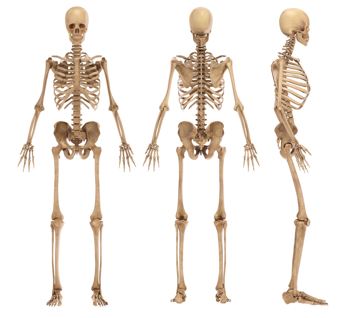 The skeleton of man